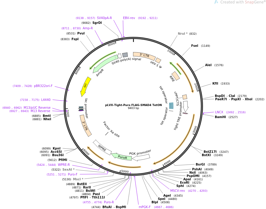 pLVX-Tight-Puro FLAG-SMAD4 TetON质粒图谱